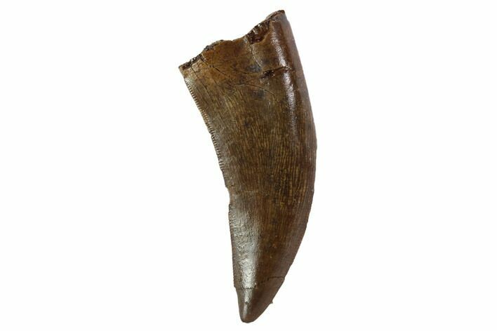 Serrated, Tyrannosaur (Nanotyrannus) Tooth - South Dakota #97453